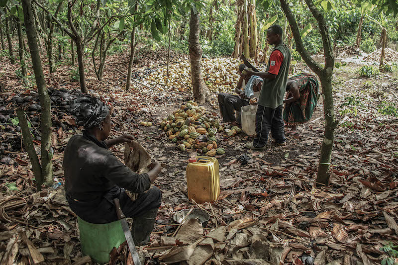 La ferme de cacaoyer se trouve dans le district de Kone. Au Ghana, les exploitations de cacaoyers sont principalement situées dans la région d'Ashanti