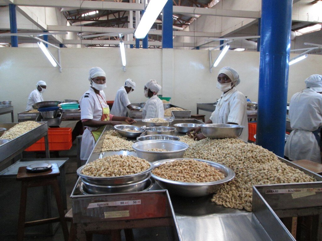 Tolaro Global et le Trade Hub soutiennent un projet de 10,2 millions de dollars pour stimuler les exportations de noix de cajou certifiées biologiques du Bénin