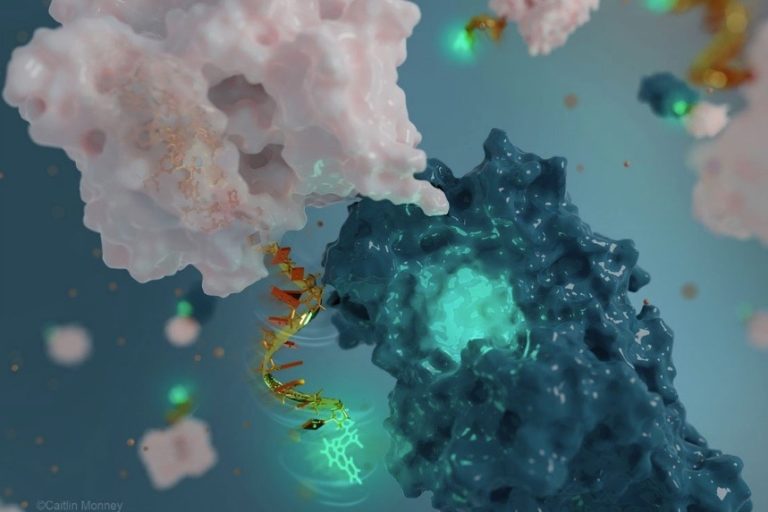 Comme une radio bidirectionnelle qui peut à la fois recevoir et émettre des ondes radio, la nanoantenne fluorescente conçue par Alexis Vallée-Bélisle et son équipe reçoit de la lumière d'une couleur et, en fonction du mouvement de la protéine qu'elle repère, elle renvoie de la lumière d'une autre couleur, que les scientifiques peuvent distinguer. L'une des principales innovations de ces nanoantennes est que la partie réceptrice de l'antenne (vert vif) est également utilisée pour détecter la surface moléculaire de la protéine étudiée par une interaction moléculaire. CRÉDIT : CAITLIN MONNEY