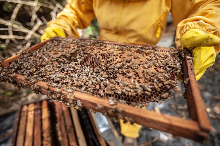 Le marché mondial du miel  estimé à 8 milliards de dollars