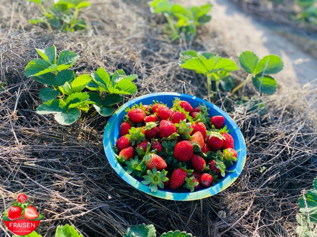 FRAISEN : la nouvelle révolution de la culture des fraises au Sénégal